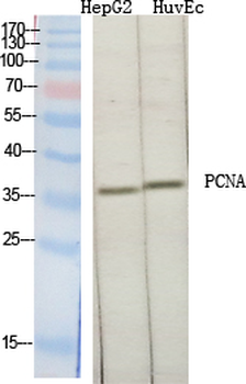 PCNA Polyclonal Antibody