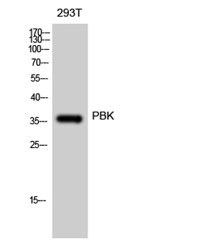 PBK Polyclonal Antibody