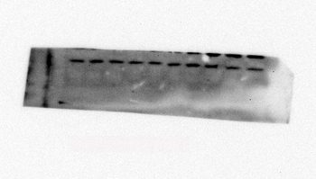 p38 Polyclonal Antibody