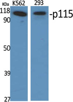 p115 Polyclonal Antibody