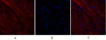 OPG Polyclonal Antibody
