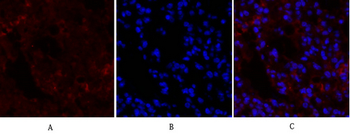 OPG Polyclonal Antibody