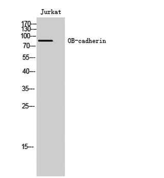 OB-cadherin Polyclonal Antibody