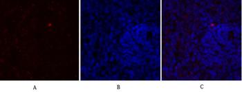 NOS3 Polyclonal Antibody
