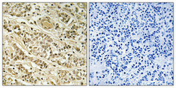 NOL10 Polyclonal Antibody