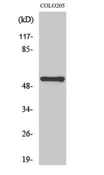 NK-3R Polyclonal Antibody