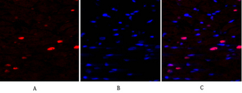 NFκB-p105/p50 Polyclonal Antibody