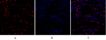 NFκB-p105/p50 Polyclonal Antibody