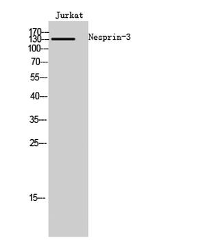 Nesprin-3 Polyclonal Antibody