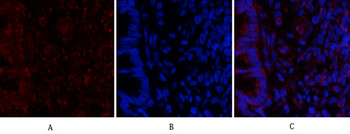 MyD88 Polyclonal Antibody