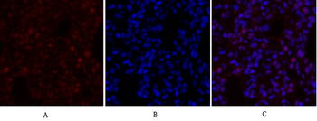 mTOR Polyclonal Antibody