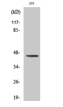 MOR-1 Polyclonal Antibody