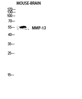 MMP-13 Polyclonal Antibody