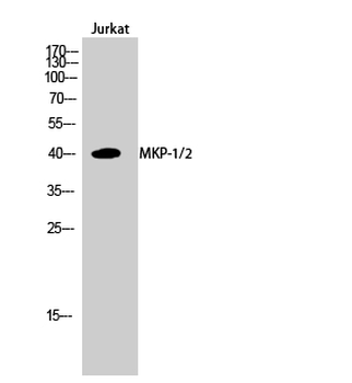 MKP-1/2 Polyclonal Antibody