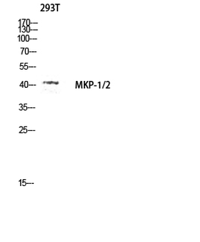 MKP-1/2 Polyclonal Antibody