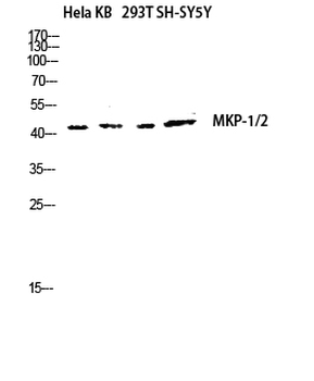 MKP-1/2 Polyclonal Antibody