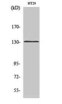mGluR5 Polyclonal Antibody