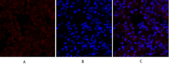 Lamin B1 Polyclonal Antibody
