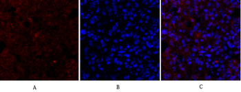 Lamin B1 Polyclonal Antibody