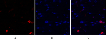 JNK1/2/3 Polyclonal Antibody