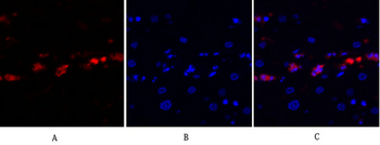 JNK1/2/3 Polyclonal Antibody