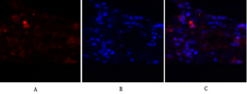 JNK1/2/3 Polyclonal Antibody