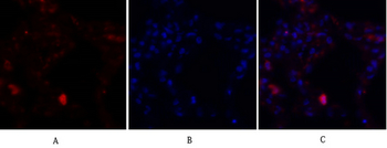 JNK1/2/3 Polyclonal Antibody