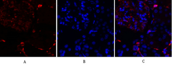 JNK1/2/3 Polyclonal Antibody