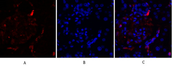 JNK1/2/3 Polyclonal Antibody