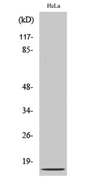 IL-8 Polyclonal Antibody