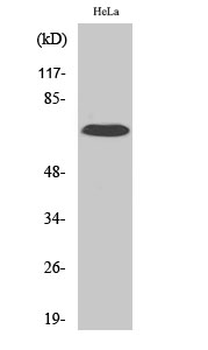 IL-17RC Polyclonal Antibody