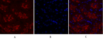IGF-IR Polyclonal Antibody