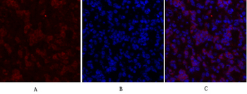 IGF-IR Polyclonal Antibody