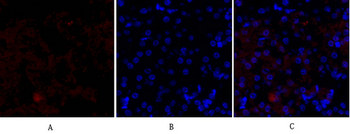 HSP27 Polyclonal Antibody