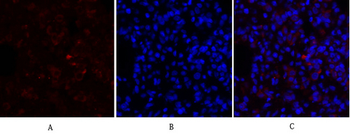 HSP A5 Polyclonal Antibody