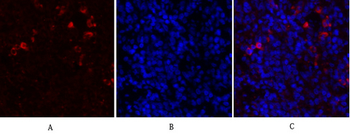 HSP A5 Polyclonal Antibody
