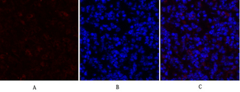 HSP A5 Polyclonal Antibody