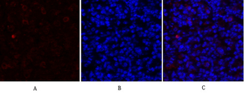 HSP A5 Polyclonal Antibody