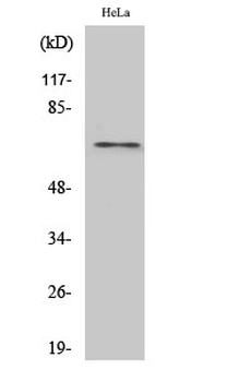 hnRNP L Polyclonal Antibody