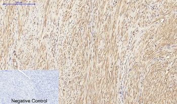 Histone H3 Polyclonal Antibody