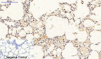 Histone H3 Polyclonal Antibody