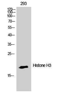 Histone H3 Polyclonal Antibody