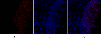 GSK3β Polyclonal Antibody