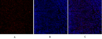 GSK3β Polyclonal Antibody