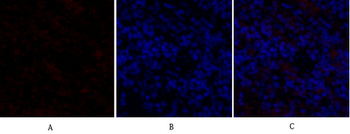 GSK3β Polyclonal Antibody