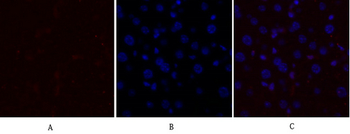 Glut1 Polyclonal Antibody