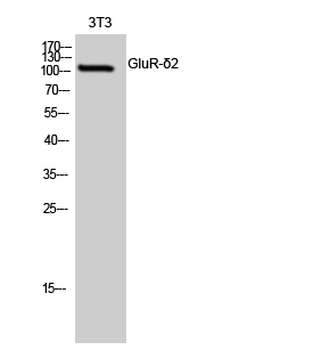 GluR-δ2 Polyclonal Antibody