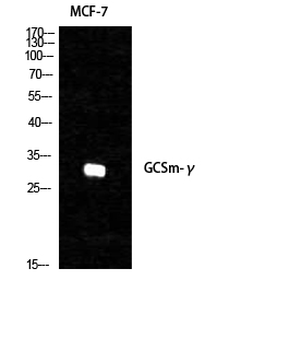 GCSm-γ Polyclonal Antibody