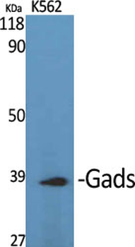 Gads Polyclonal Antibody