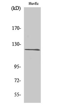 FIR Polyclonal Antibody